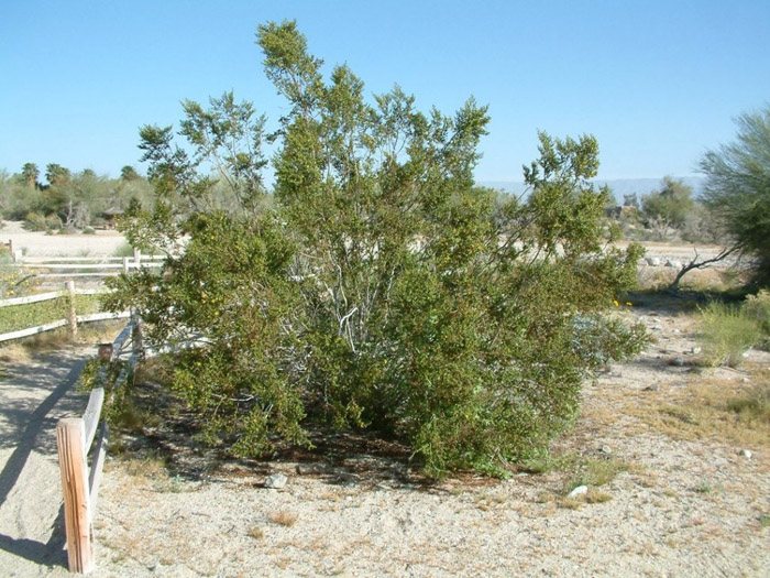 Plant photo of: Larrea tridentata