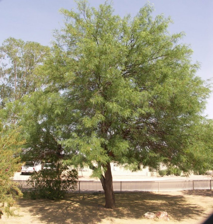 Plant photo of: Prosopis alba