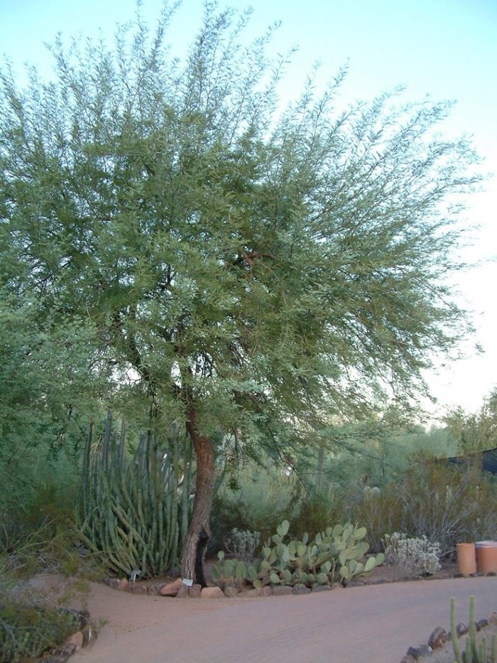 Prosopis chilensis