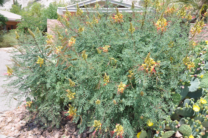 Plant photo of: Caesalpinia mexicana