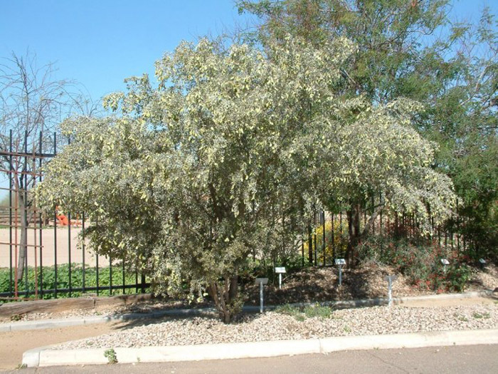 Leather-Leaf  Acacia