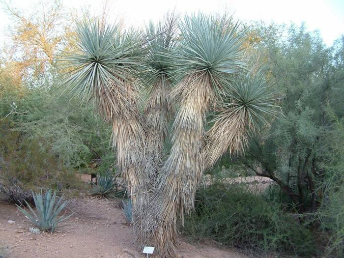 Yucca rigida