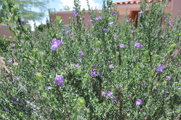 Plant photo of: Leucophyllum laevigatum