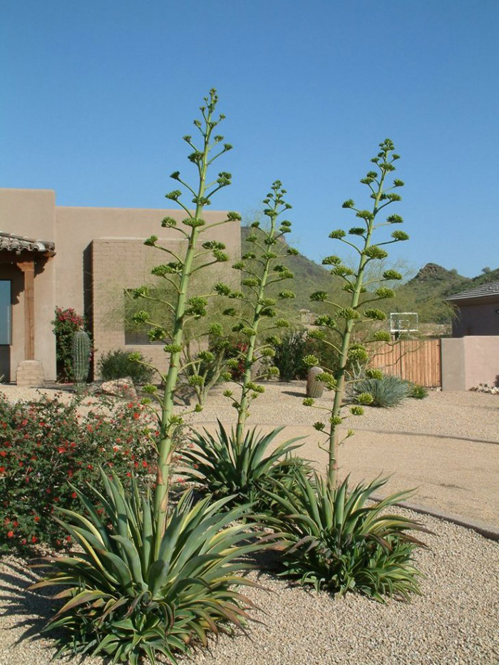 Agave desmettiana