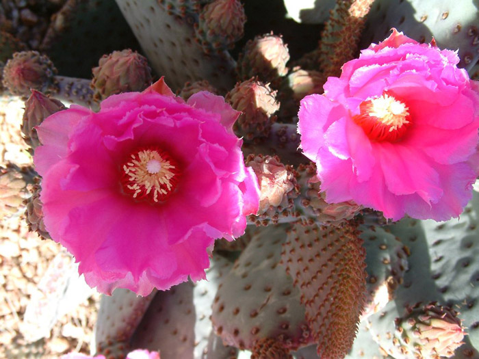 Opuntia basilaris