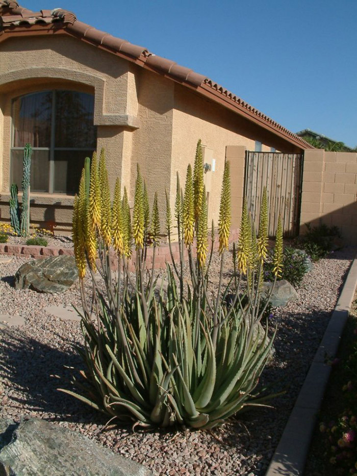 Aloe barbadensis