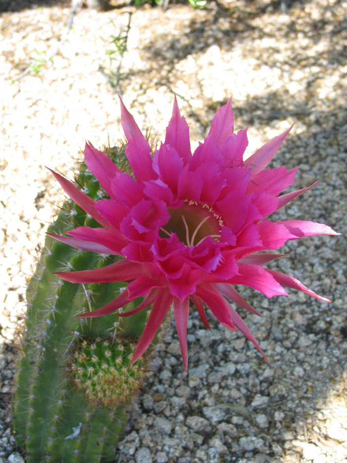 Echinopsis huascha