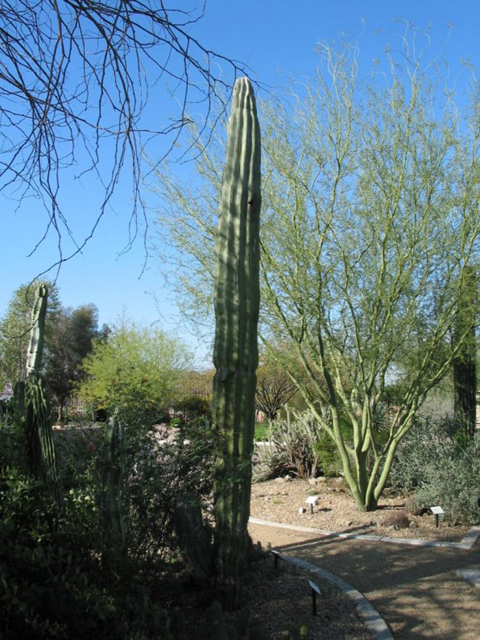 Echinopsis terscheckii