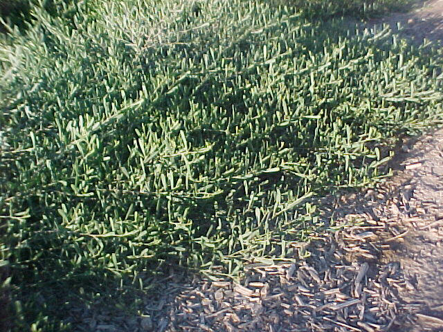 Acacia redolens 'Desert Carpet'