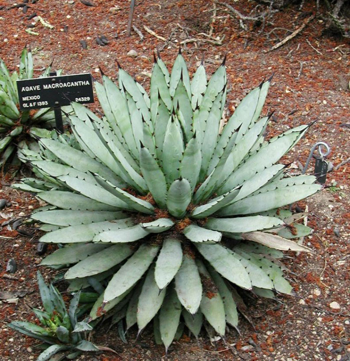 Agave macroacantha