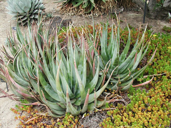 Aloe cryptopoda