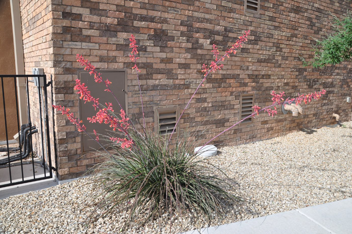 Hesperaloe parviflora 'Duet'