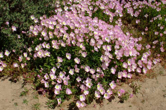 Oenothera berlandieri (speciosa)