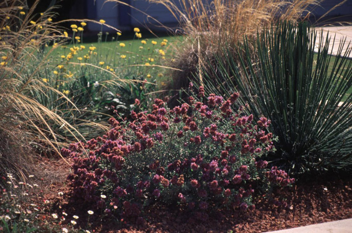 Salvia dorrii v. dorrii