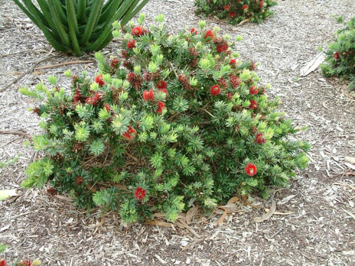 Callistemon X viminalis 'Little John'