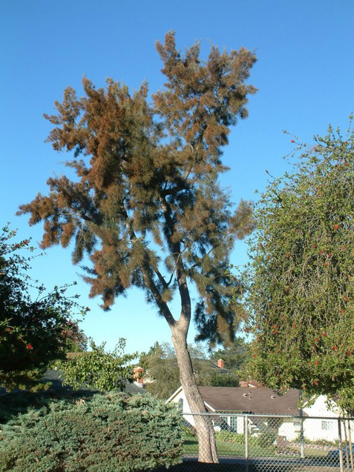 Plant photo of: Casuarina cunninghamiana