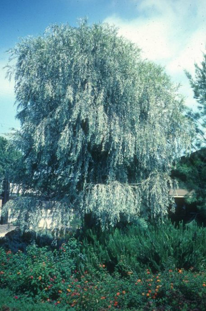 Weeping Myall, Weeping Acacia