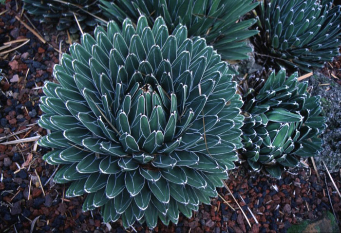 Agave victoriae-reginae