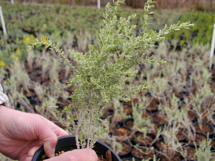 Atriplex polycarpa