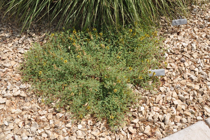 Dalea capitata