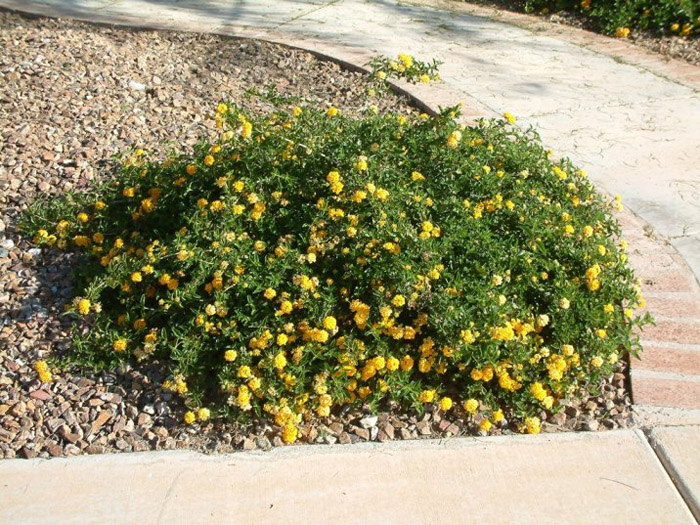 Lantana 'Dwarf Yellow'