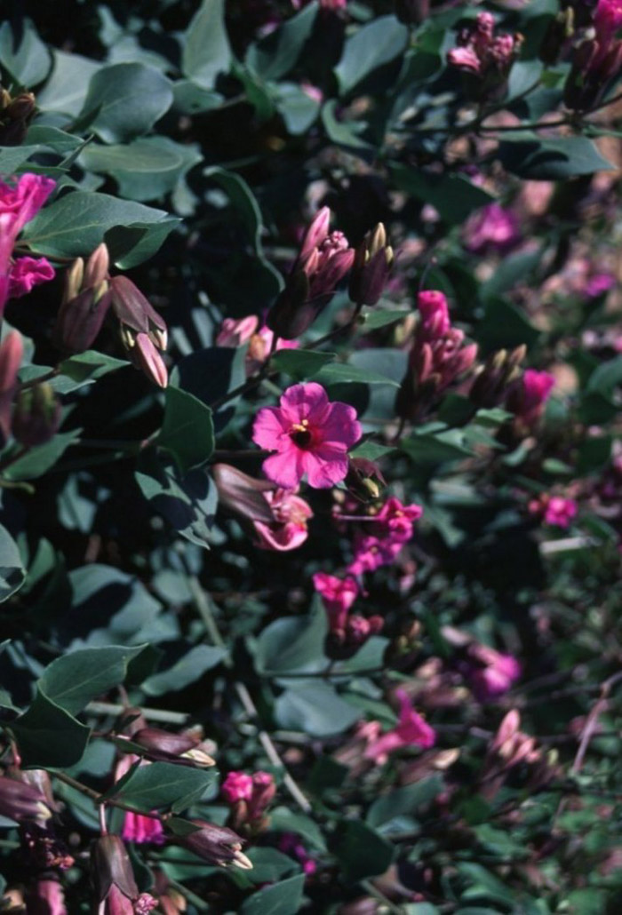 Mirabilis multiflora