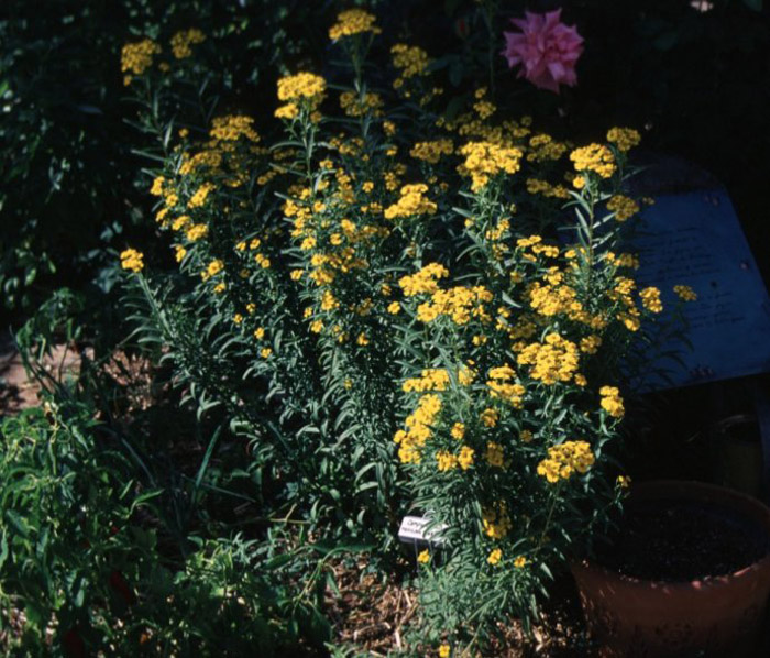 Tagetes lucida