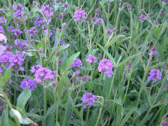 Glandularia rigida (Verbena)