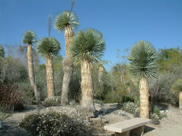 Yucca rostrata