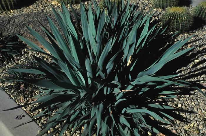 Yucca rupicola