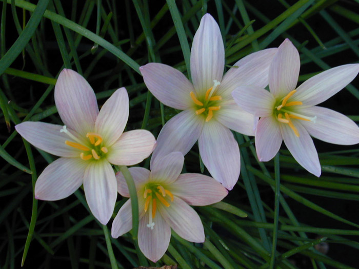 Zephyranthes x 'Prairie Sunset'