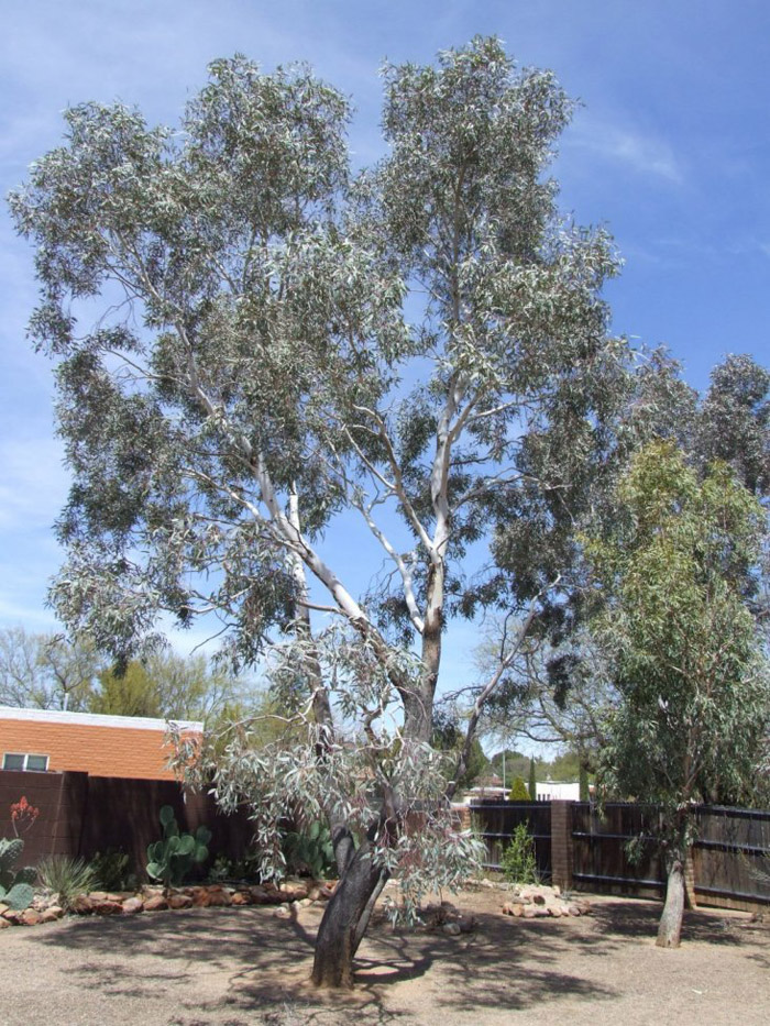 Eucalyptus microtheca 'Blue Ghost'