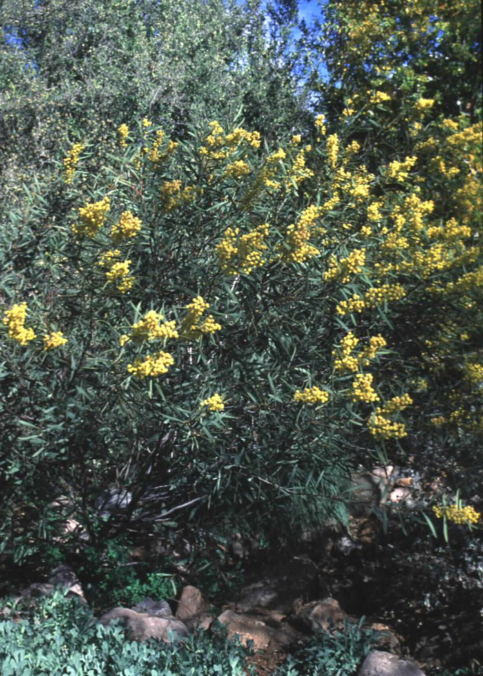 Flinder's Wattle