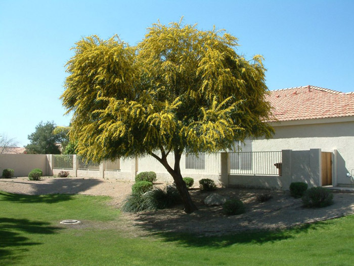 Blue-Leaf Wattle, Weeping Wattle