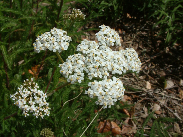 Plant photo of: Achillea millefolium