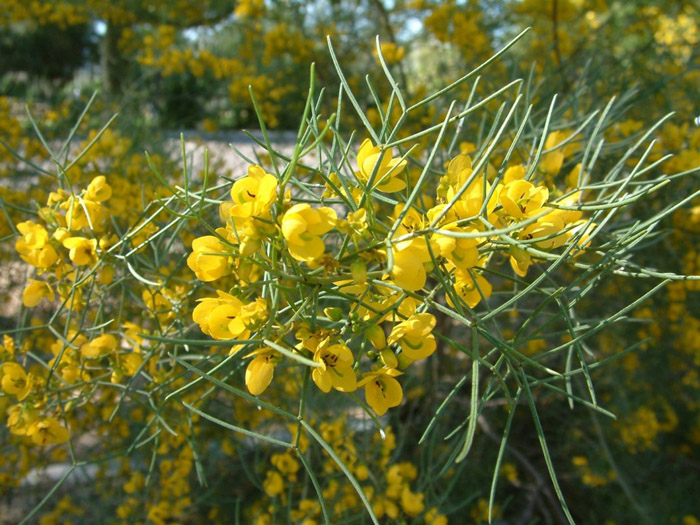 Plant photo of: Cassia nemophila
