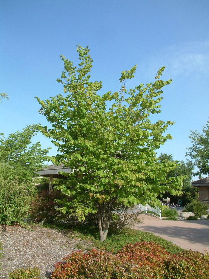 Celtis occidentalis