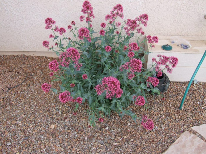 Centranthus ruber