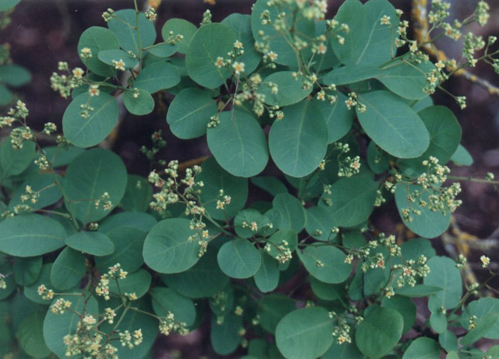 Cotoneaster congestus