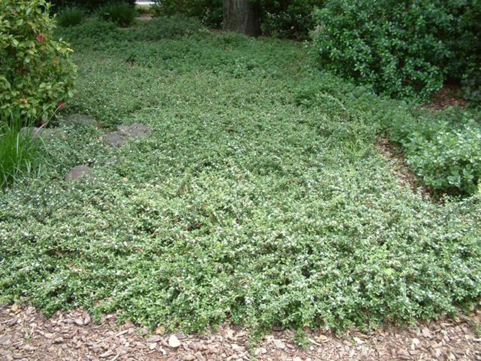 Cotoneaster dammeri 'Lowfast'