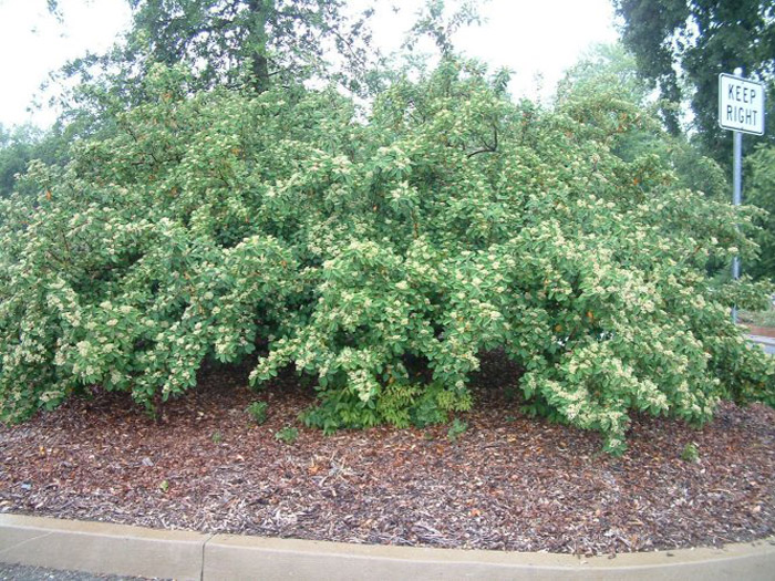 Plant photo of: Cotoneaster lacteus