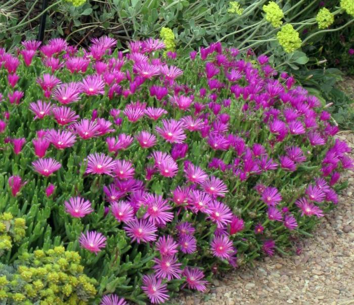 Delosperma cooperi