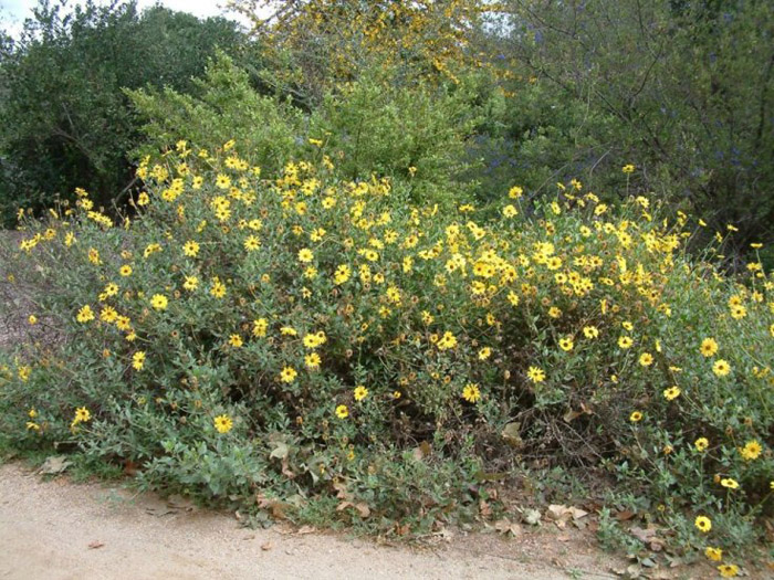 Encelia californica 'El Dorado'