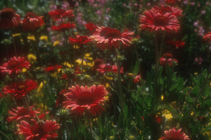 Gaillardia pulchella 'Gaiety' Mixed Colo