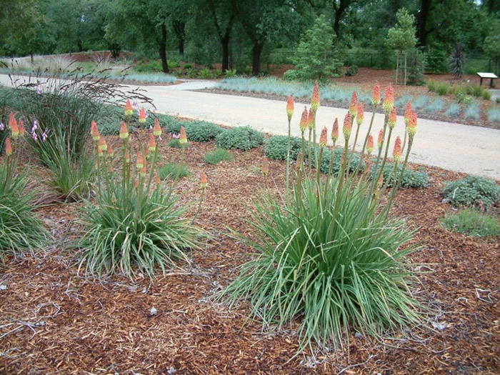 Plant photo of: Kniphofia uvaria