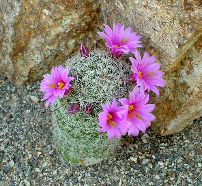 Mammillaria tetrancistra