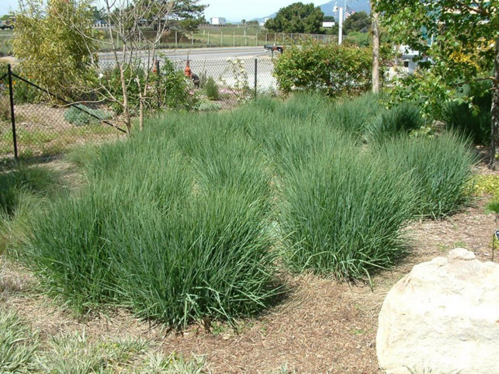 Panicum virgatum 'Prairie Sky'