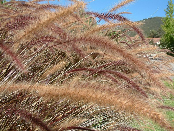 Plant photo of: Pennisetum 'Rubrum'