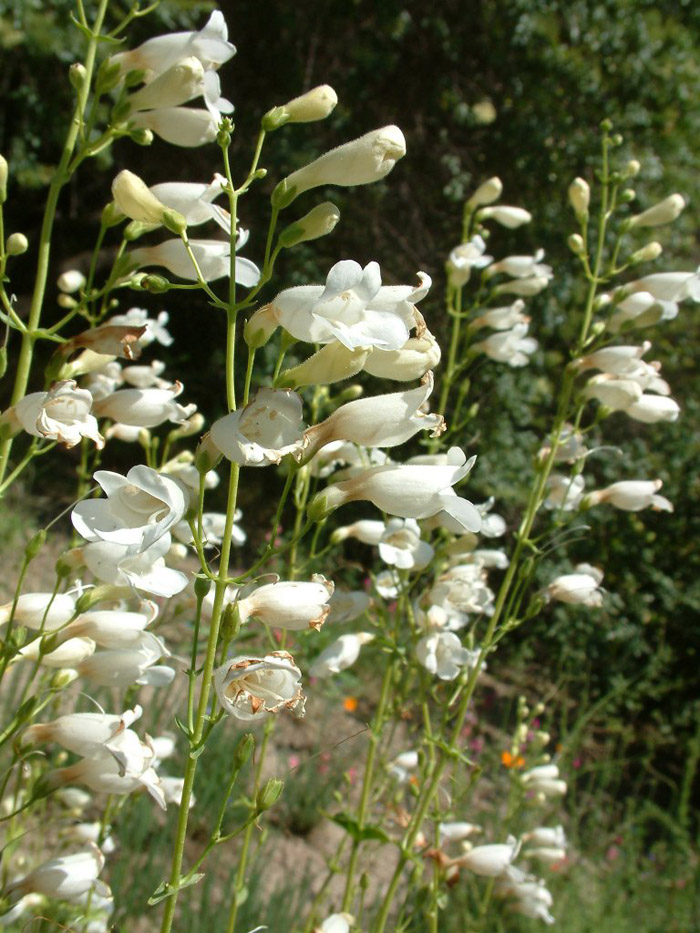 Penstemon spectabilis 'White'