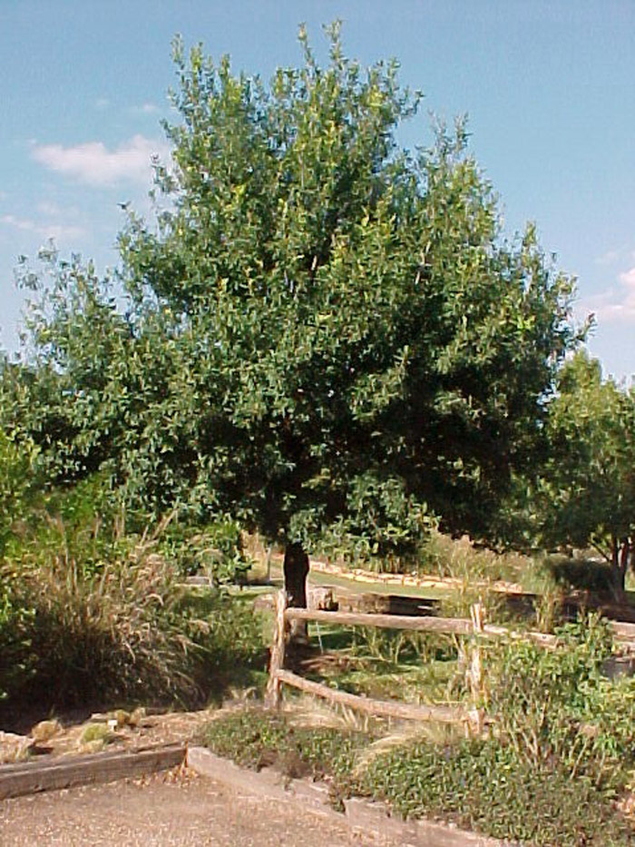 Quercus polymorpha